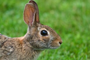 草地上的可爱野兔