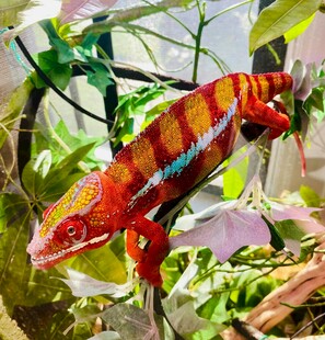 多彩变色龙栖息绿植间