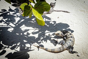 沙滩上的蜥蜴与绿植影子