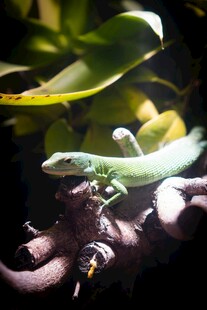 翠绿蜥蜴栖息于植物间