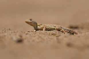 沙漠中的蜥蜴