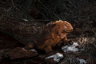 雪地中的棕色狐狸