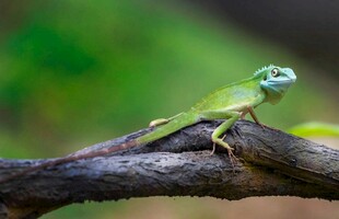 树枝上的翠绿蜥蜴