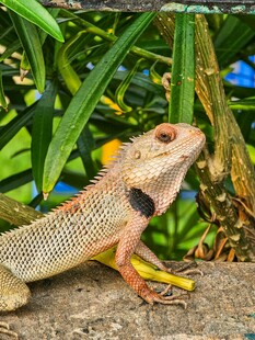 蜥蜴栖息于绿植间