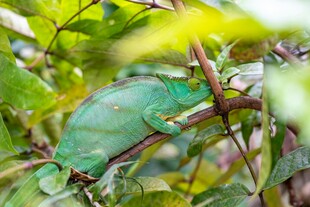 绿叶间的变色龙