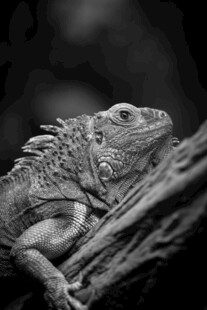 蜥蜴栖息于枝干上