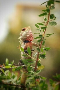 枝头小鸟栖息绿植间