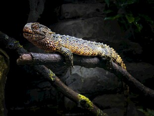 树枝上的多彩蜥蜴