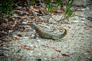 沙地上的蜷曲蜥蜴