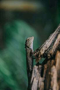 木枝上的双栖昆虫