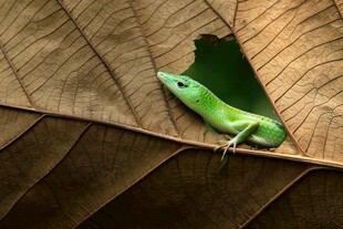 绿叶上的绿色小蛙