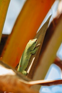 绿叶间的绿色蜥蜴