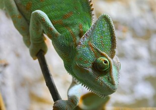 绿色变色龙攀附树枝