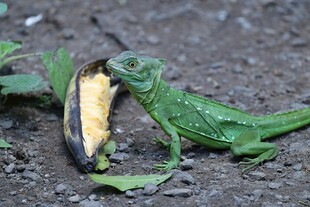 绿蜥蜴啃食香蕉