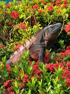 蜥蜴藏身繁茂花丛中