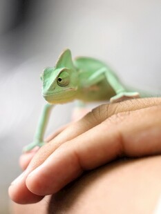 手心上的绿色小变色龙