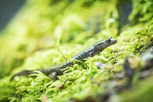 青苔上的小蜥蜴