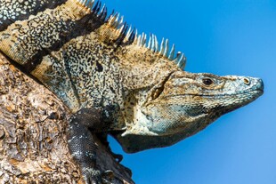 岩石上的蜥蜴特写