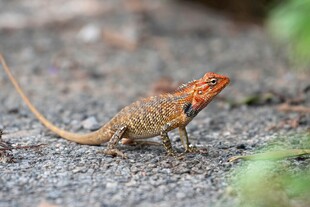 岩石上的多彩蜥蜴