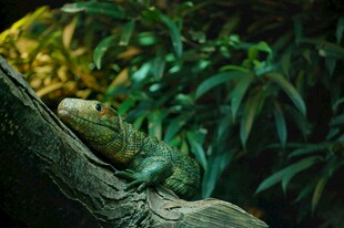 树枝上的绿鬣蜥