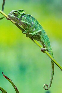 翠绿变色龙攀于细枝