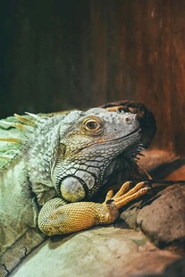 绿鬣蜥趴在木头上休憩