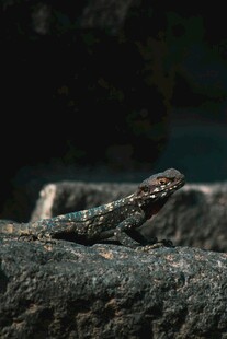 岩石上的多彩蜥蜴