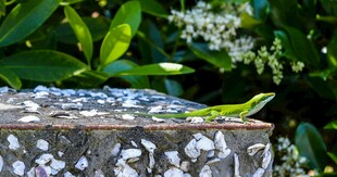 石上蜥蜴与散落的闪亮物