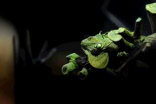 翠绿青蛙栖于绿叶之上