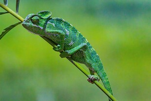 绿叶上的变色龙