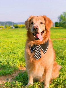 田园中戴领结的可爱金毛