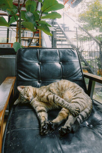 慵懒猫咪躺卧复古皮椅上