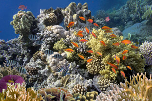 海底多彩珊瑚与群鱼景观