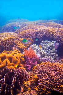 海底多彩珊瑚景观