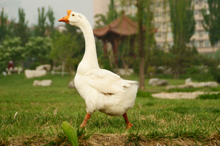 白鹅