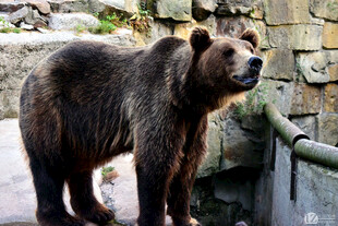 动物园中的站立棕熊