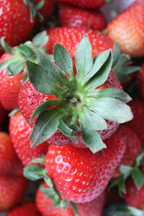 新鲜诱人的成熟草莓