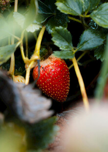 鲜红草莓生长于绿叶间