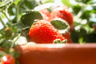 新鲜草莓挂在绿叶间