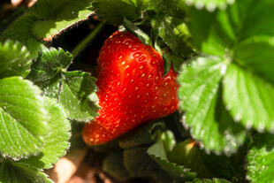 鲜红草莓藏于绿叶间