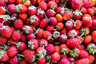 新鲜饱满的草莓大集合