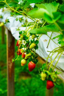 棚内草莓硕果累累