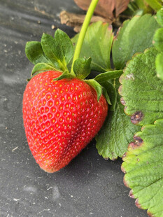 鲜红饱满的诱人草莓