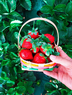 手捧彩篮鲜草莓
