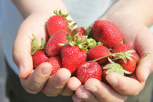 手中的新鲜草莓