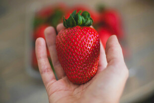 手捧鲜红饱满大草莓