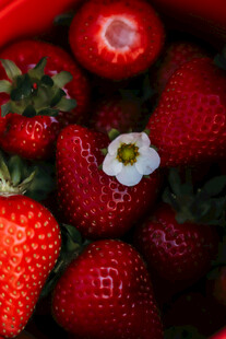 娇艳草莓与白花的美妙组合