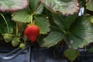 鲜红草莓挂于翠绿叶片间