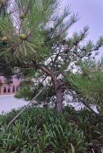 庭院中的苍松翠柏