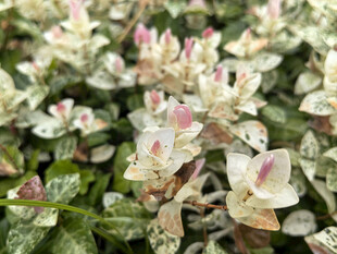 粉色白花绿植特写